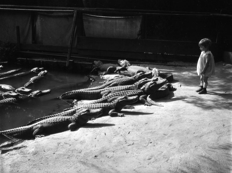 alligator_farm_01
