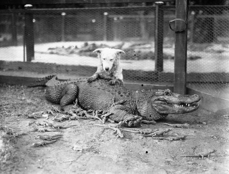 alligator_farm_02