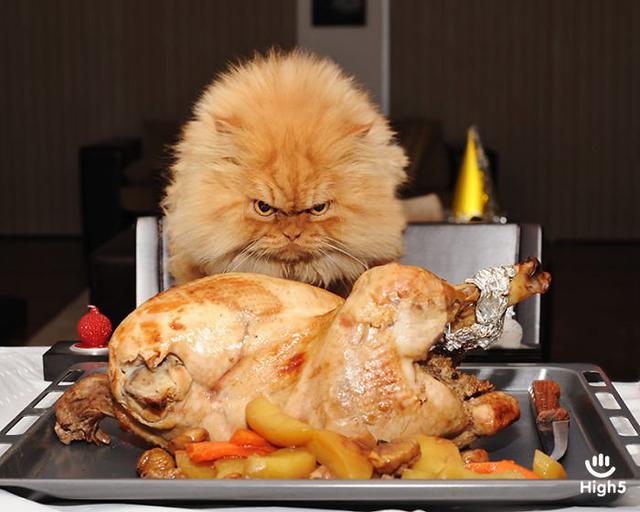 Grumpy Cat1