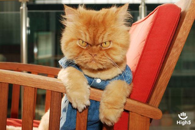 Grumpy Cat10