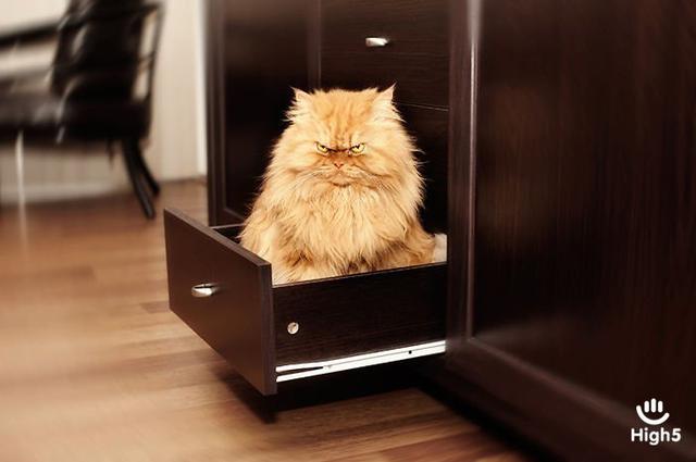 Grumpy Cat11