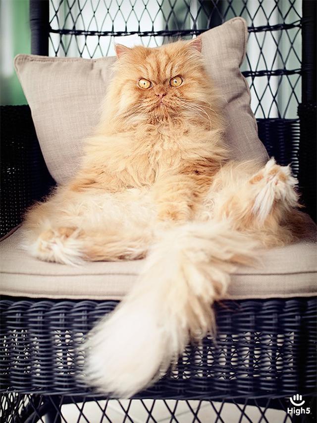 Grumpy Cat12