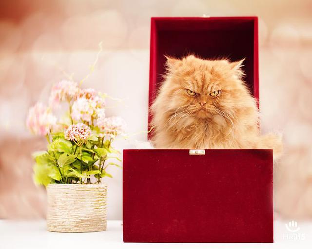 Grumpy Cat13