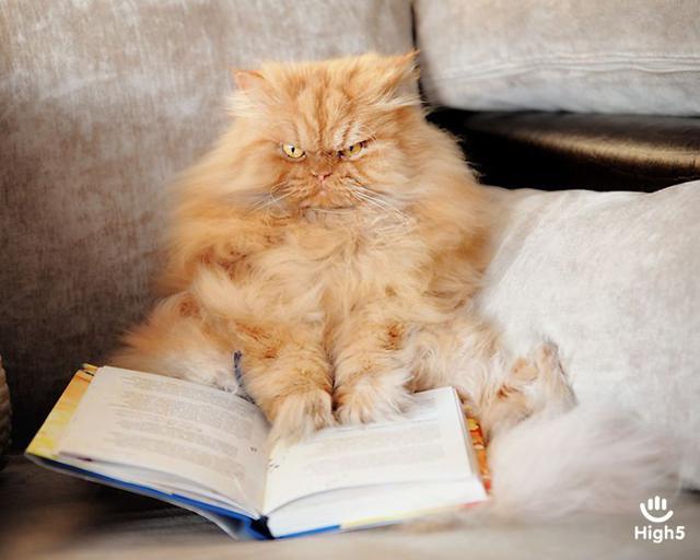 Grumpy Cat14
