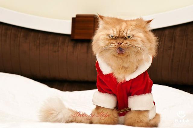 Grumpy Cat16