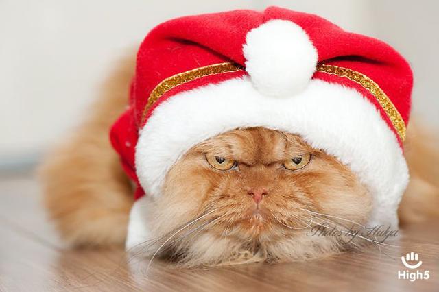Grumpy Cat17