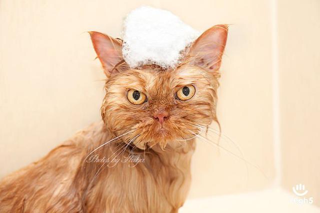 Grumpy Cat18
