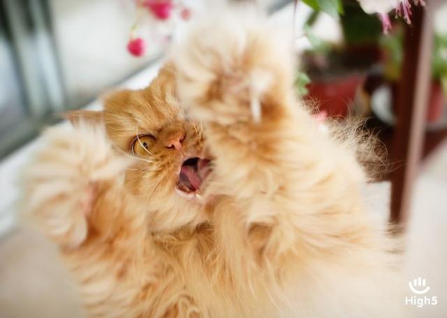 Grumpy Cat2