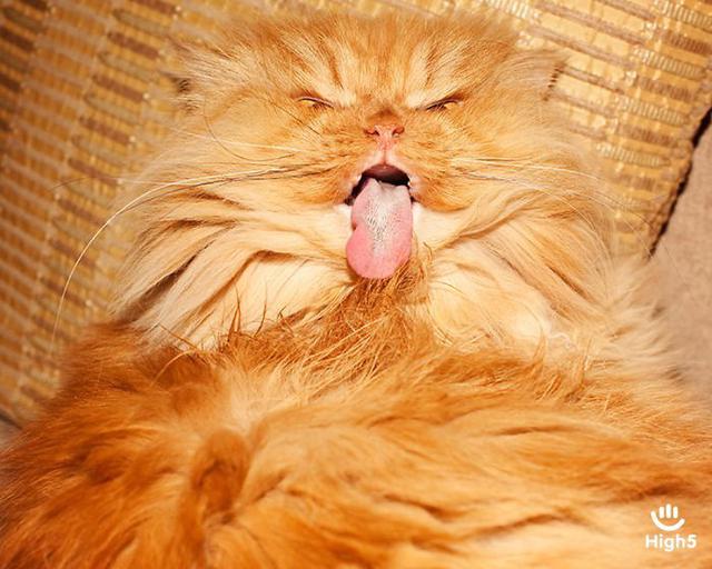 Grumpy Cat3