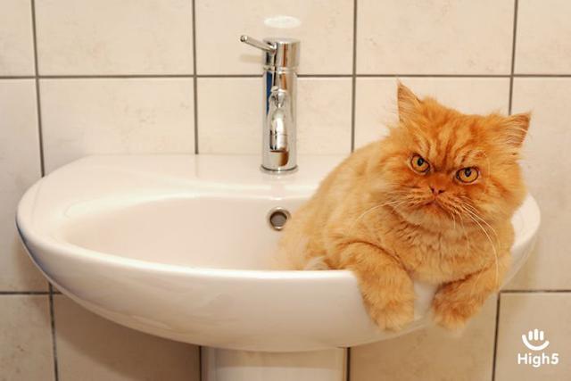 Grumpy Cat5