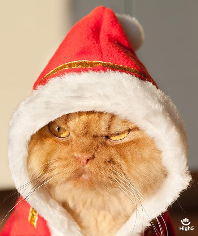 Grumpy Cat6
