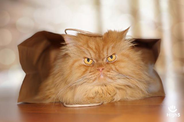 Grumpy Cat8