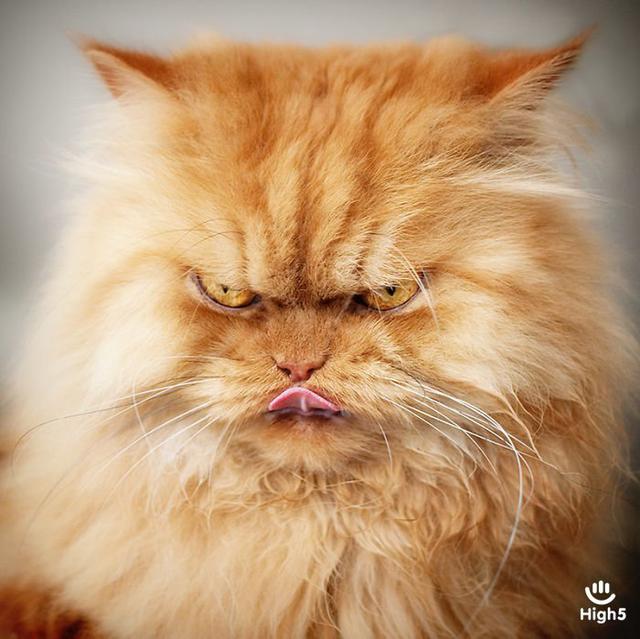 Grumpy Cat9