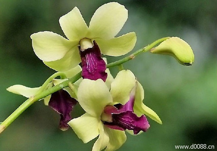 fuqihua8