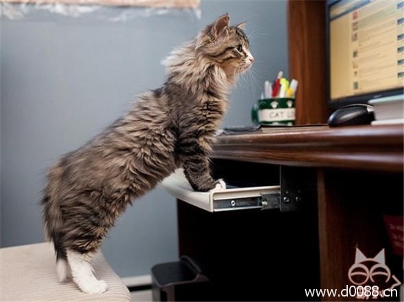 maoyudiannao17