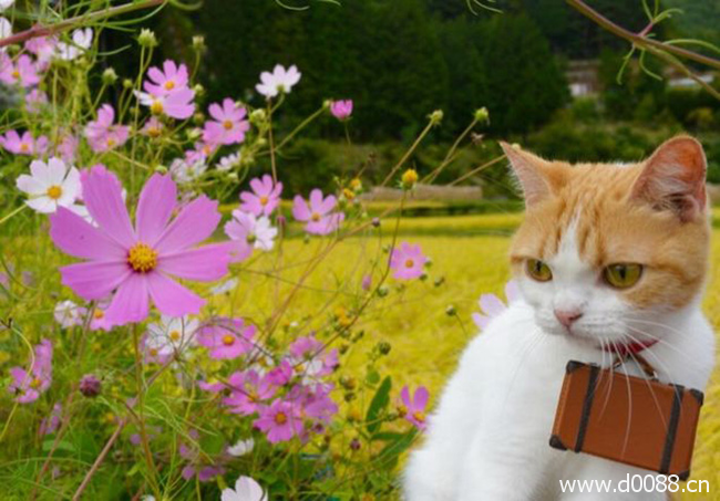 twocat8
