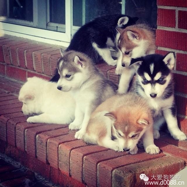 xiaogoutuan15