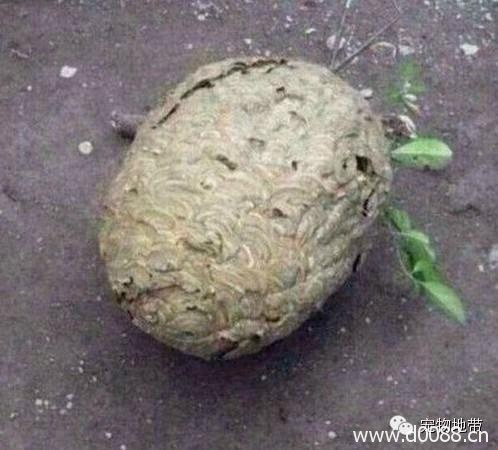 baozilian1