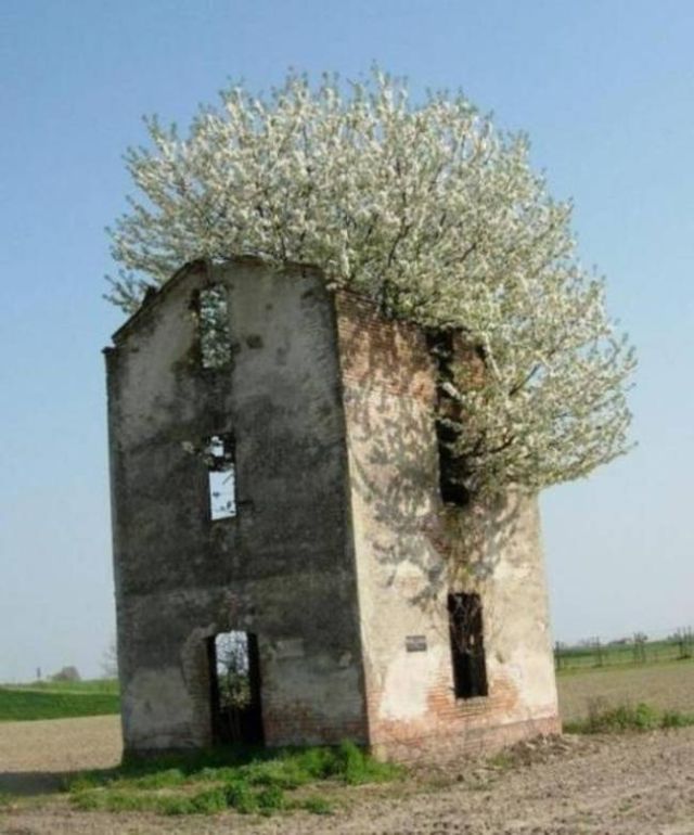 bingtaimei10