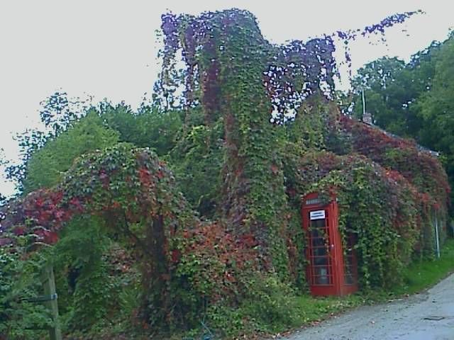 bingtaimei3