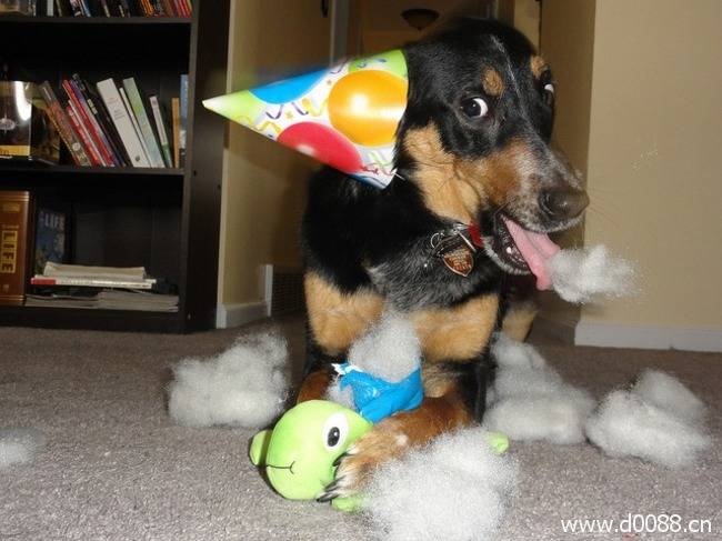 animal-birthdays11
