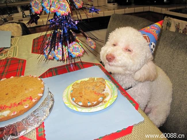 animal-birthdays12