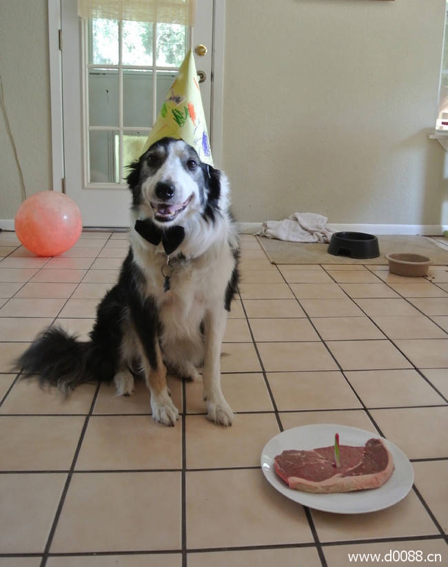 animal-birthdays13