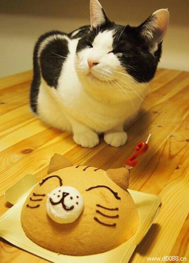 animal-birthdays14