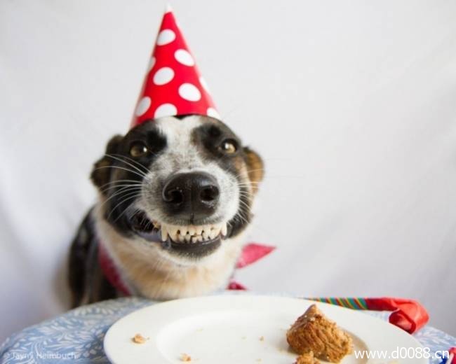 animal-birthdays16