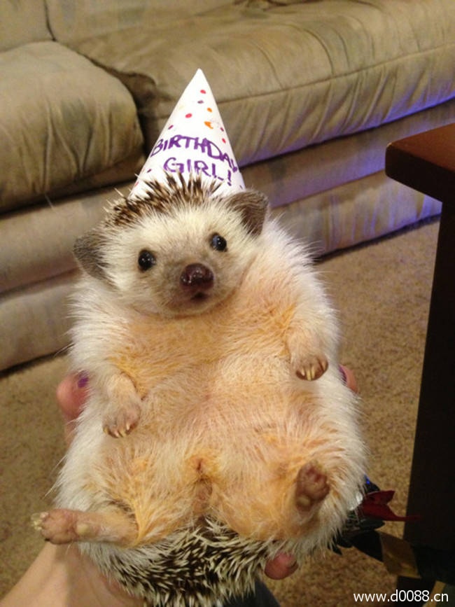 animal-birthdays17