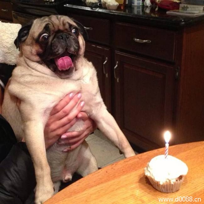 animal-birthdays18