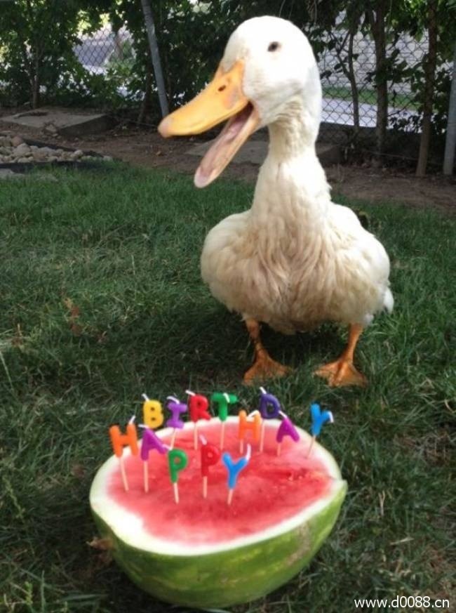 animal-birthdays19