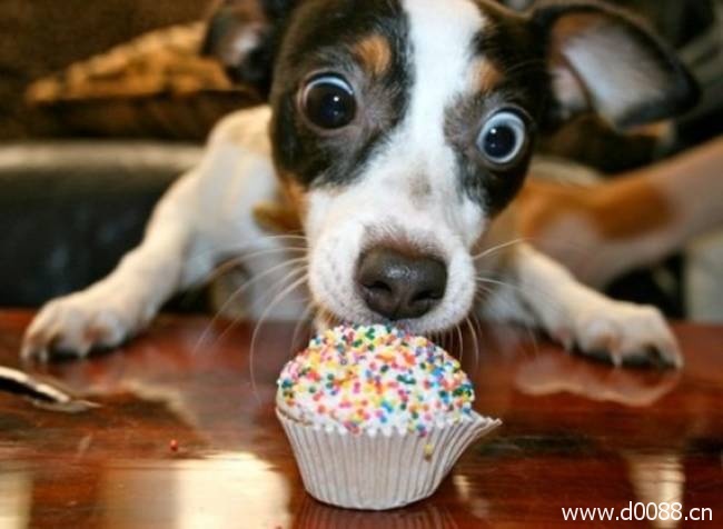 animal-birthdays2