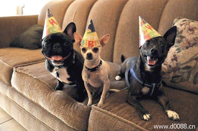 animal-birthdays21