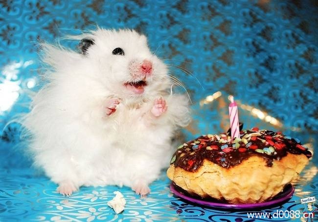 animal-birthdays22