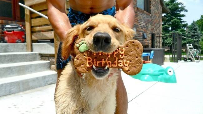 animal-birthdays4