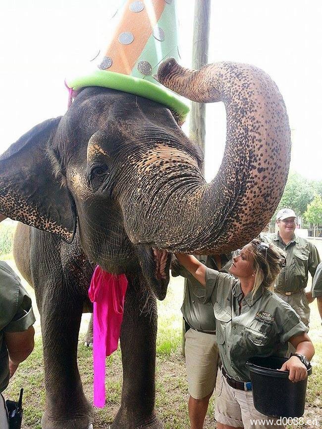animal-birthdays5