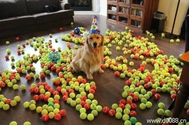 animal-birthdays6