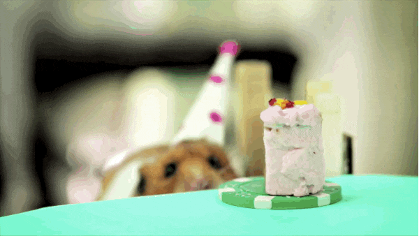 animal-birthdays7
