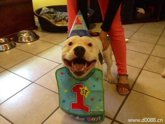 animal-birthdays9