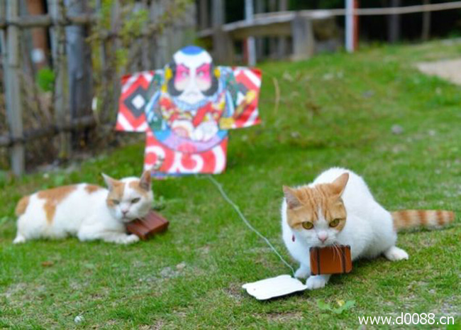 twocat1