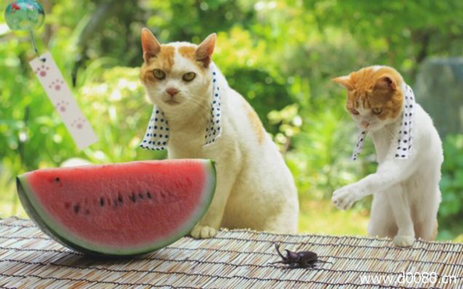 twocat10