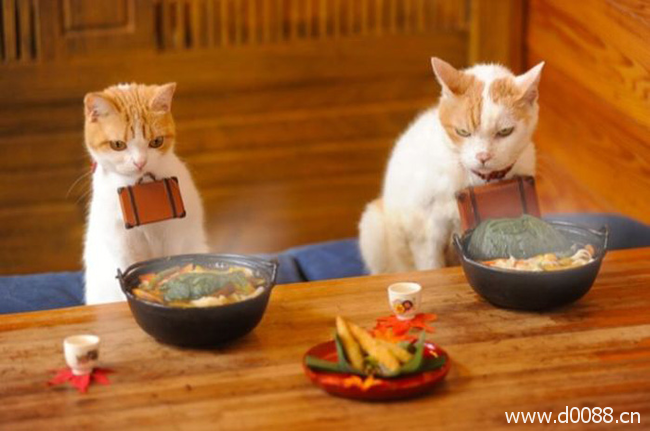 twocat12