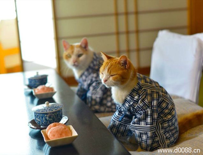 twocat15