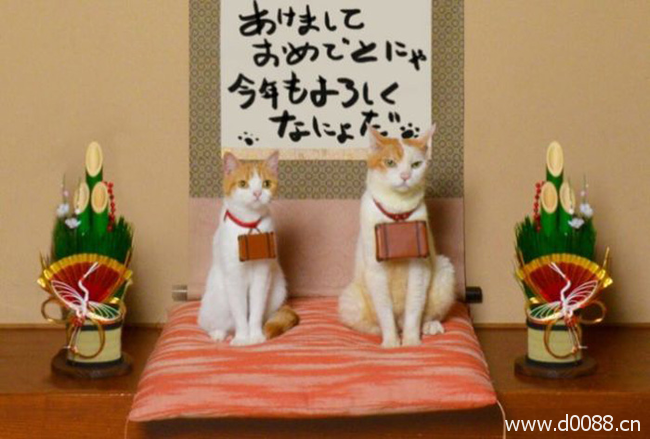 twocat2