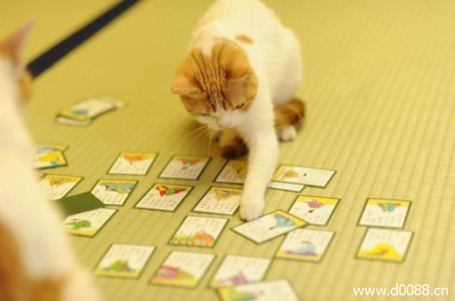 twocat3