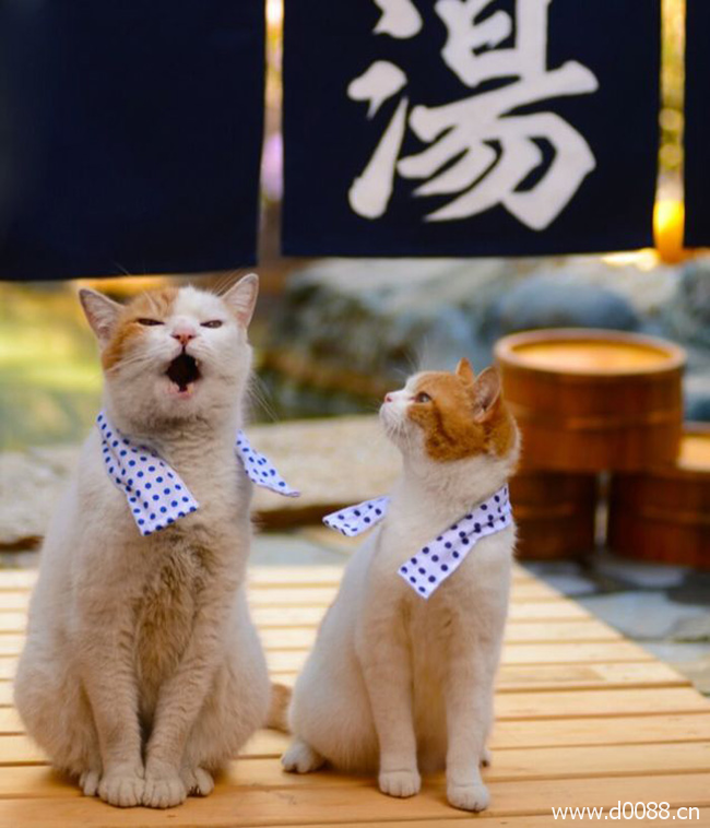 twocat4