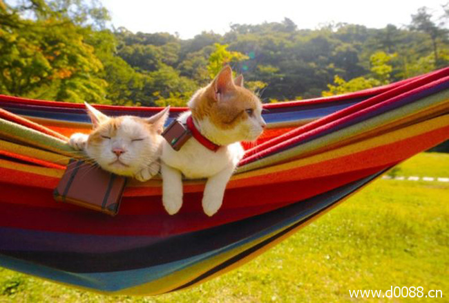 twocat5