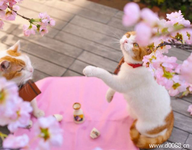 twocat6