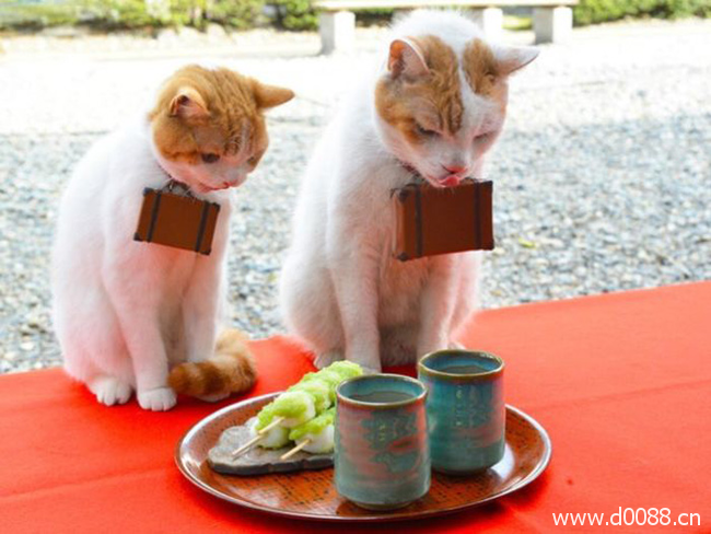 twocat9